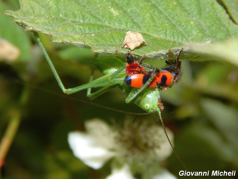 Giovane Tettigonia sp. preda Trichodes apiarus